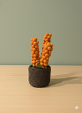 Orange succulent pot